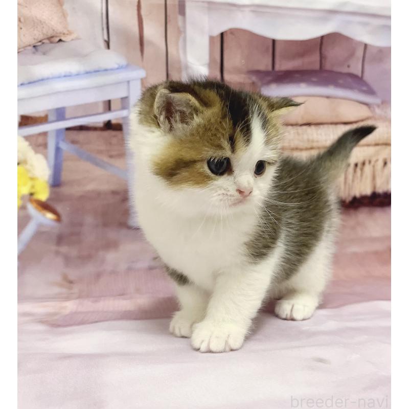 販売中の福岡県のスコティッシュフォールド-133204の9枚目