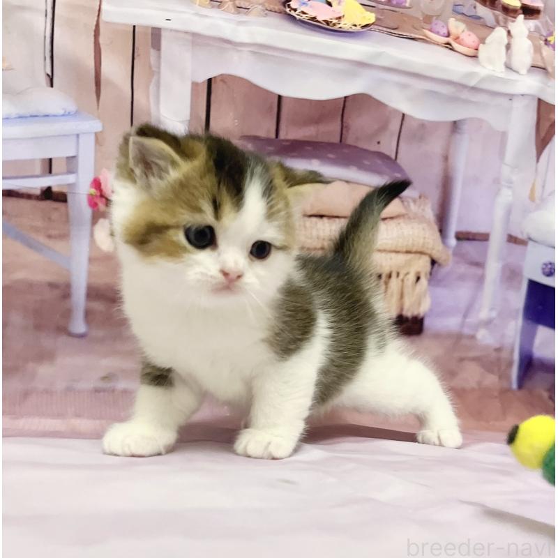 販売中の福岡県のスコティッシュフォールド-133204の8枚目