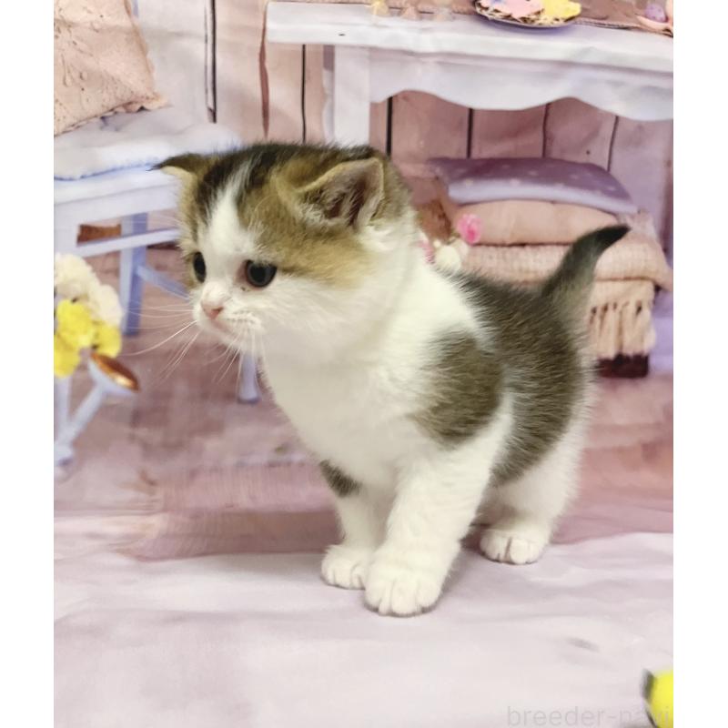 販売中の福岡県のスコティッシュフォールド-133204の7枚目