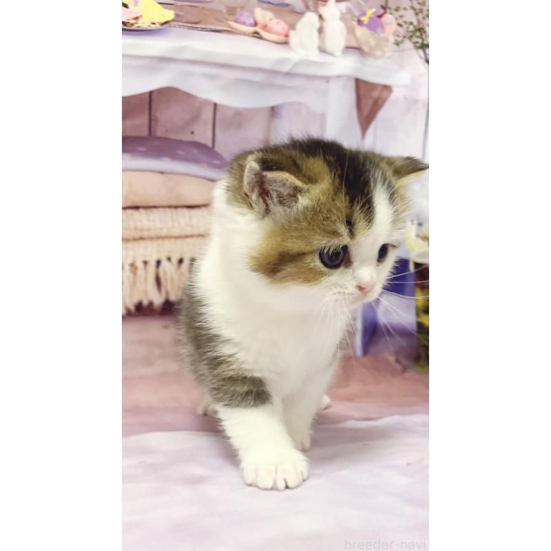 販売中の福岡県のスコティッシュフォールド-133204の6枚目