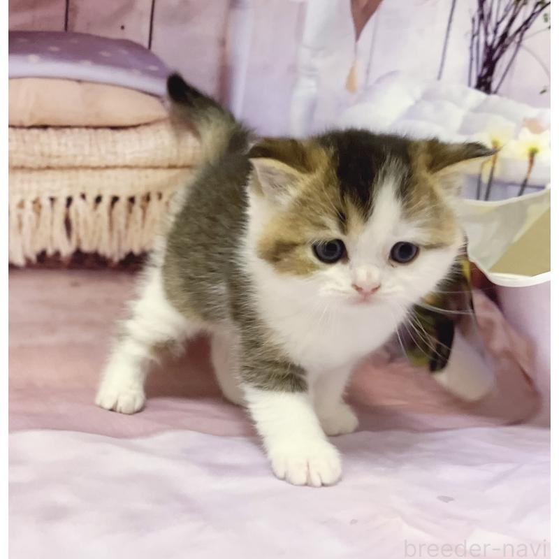 販売中の福岡県のスコティッシュフォールド-133204の5枚目