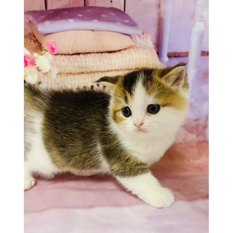 販売中の福岡県のスコティッシュフォールド-133204の4枚目