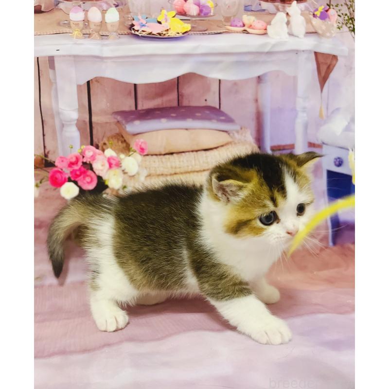 販売中の福岡県のスコティッシュフォールド-133204の3枚目