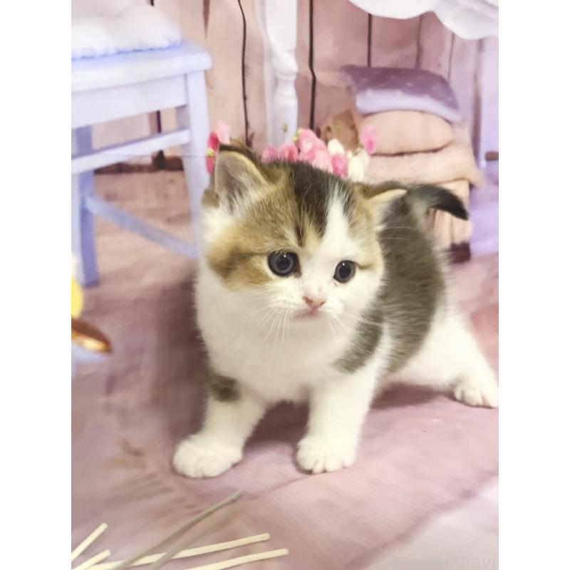 販売中の福岡県のスコティッシュフォールド-133204の2枚目