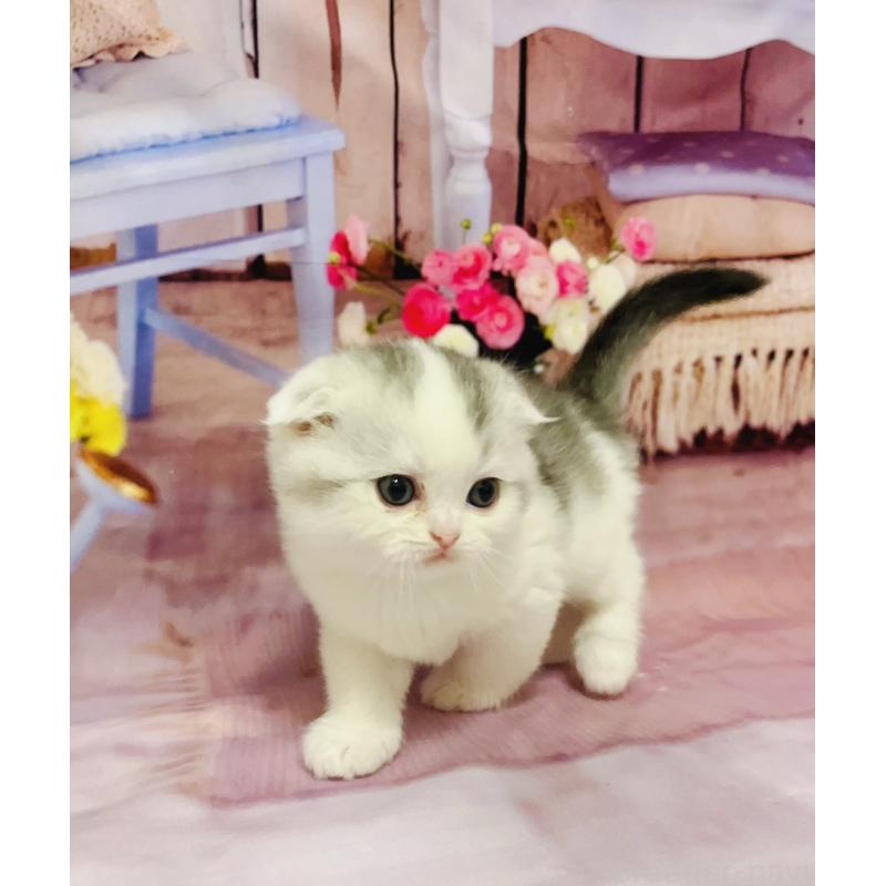 販売中の福岡県のスコティッシュフォールド(折れ耳)-133205の7枚目