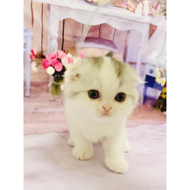 販売中の福岡県のスコティッシュフォールド(折れ耳)-133205の6枚目