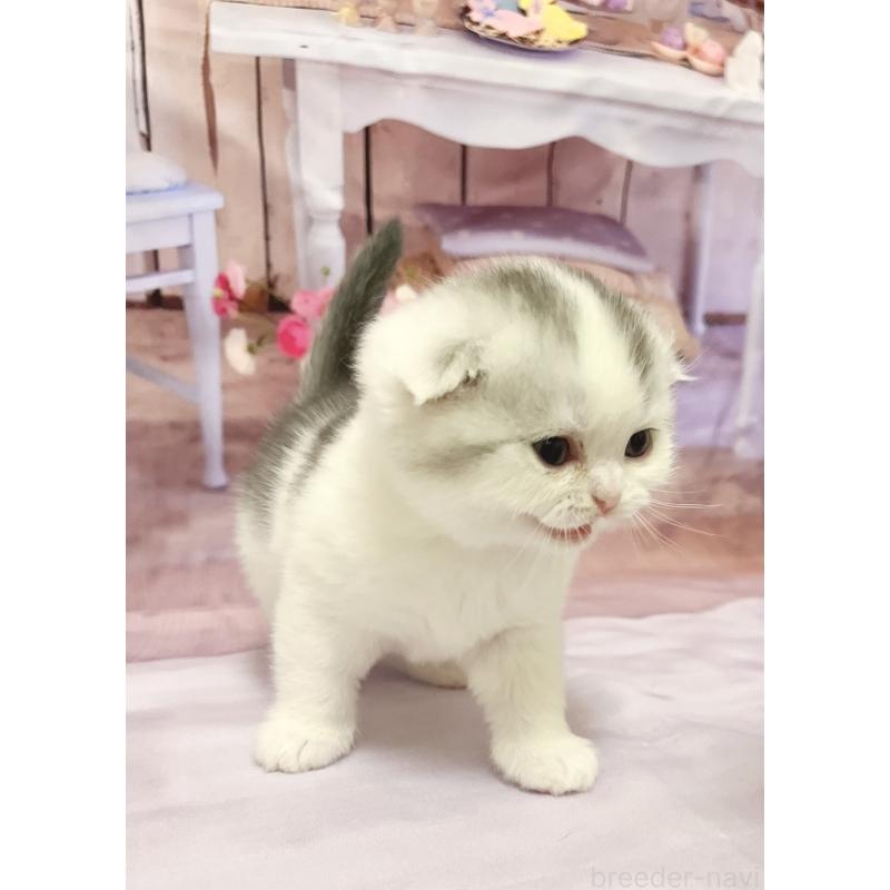 販売中の福岡県のスコティッシュフォールド(折れ耳)-133205の5枚目