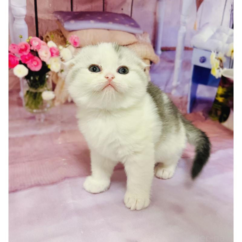 販売中の福岡県のスコティッシュフォールド(折れ耳)-133205の4枚目