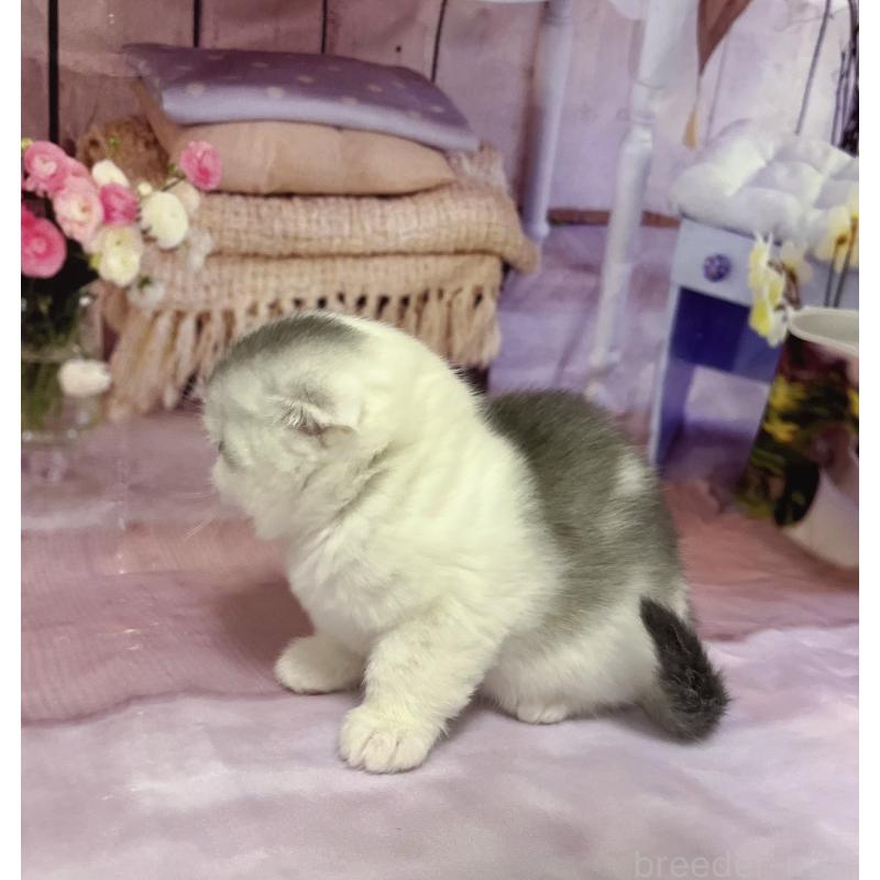 販売中の福岡県のスコティッシュフォールド(折れ耳)-133205の3枚目