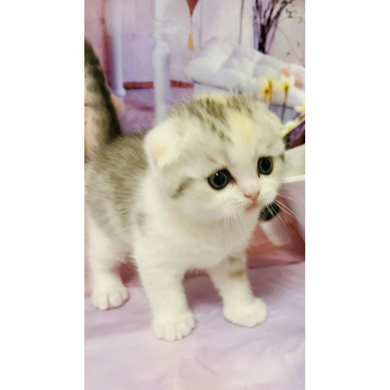 販売中の福岡県のスコティッシュフォールド(折れ耳)-133206の9枚目