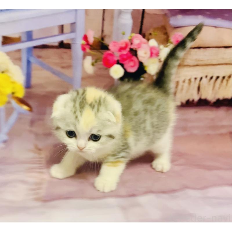 販売中の福岡県のスコティッシュフォールド(折れ耳)-133206の8枚目