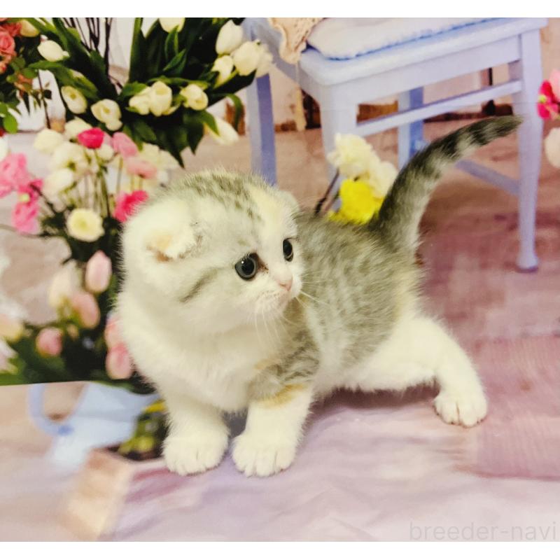 販売中の福岡県のスコティッシュフォールド(折れ耳)-133206の7枚目