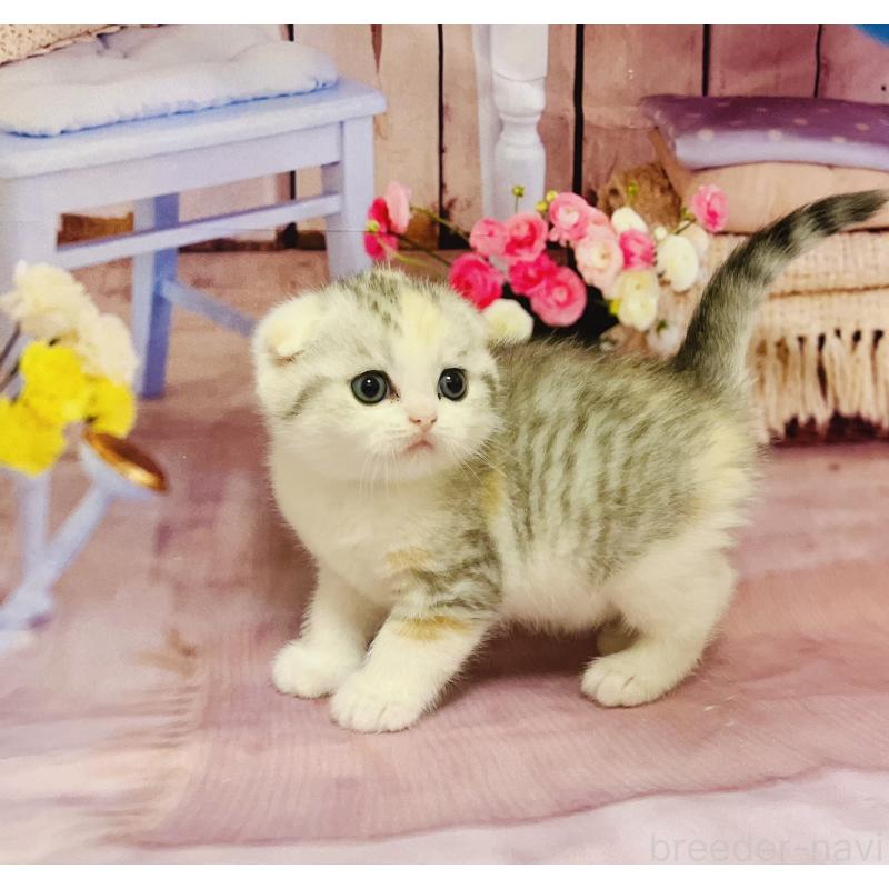 販売中の福岡県のスコティッシュフォールド(折れ耳)-133206の6枚目