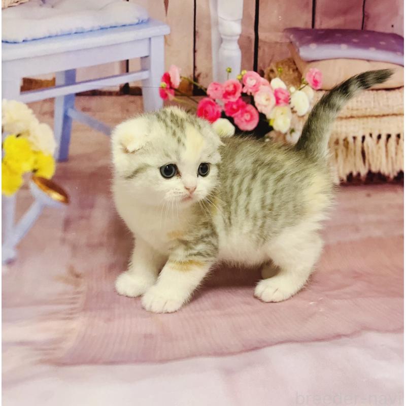 販売中の福岡県のスコティッシュフォールド(折れ耳)-133206の5枚目