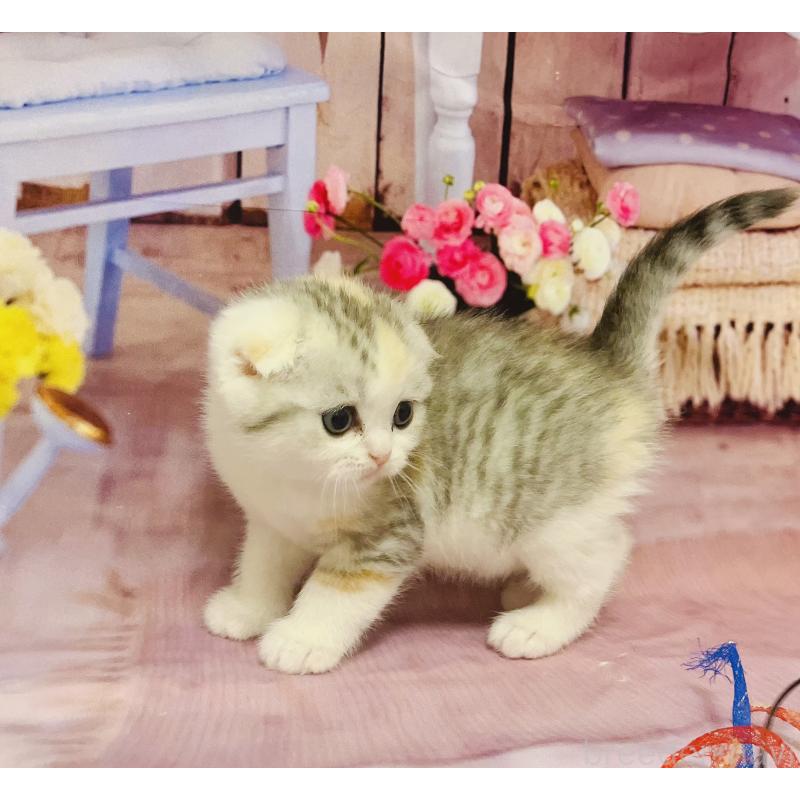 販売中の福岡県のスコティッシュフォールド(折れ耳)-133206の4枚目