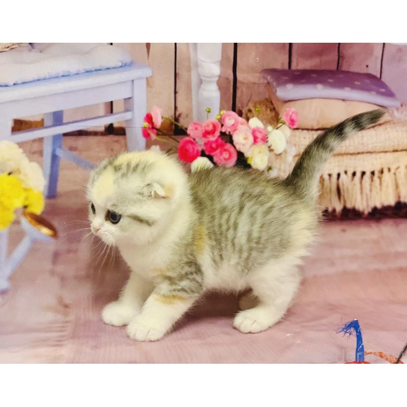 販売中の福岡県のスコティッシュフォールド(折れ耳)-133206の3枚目