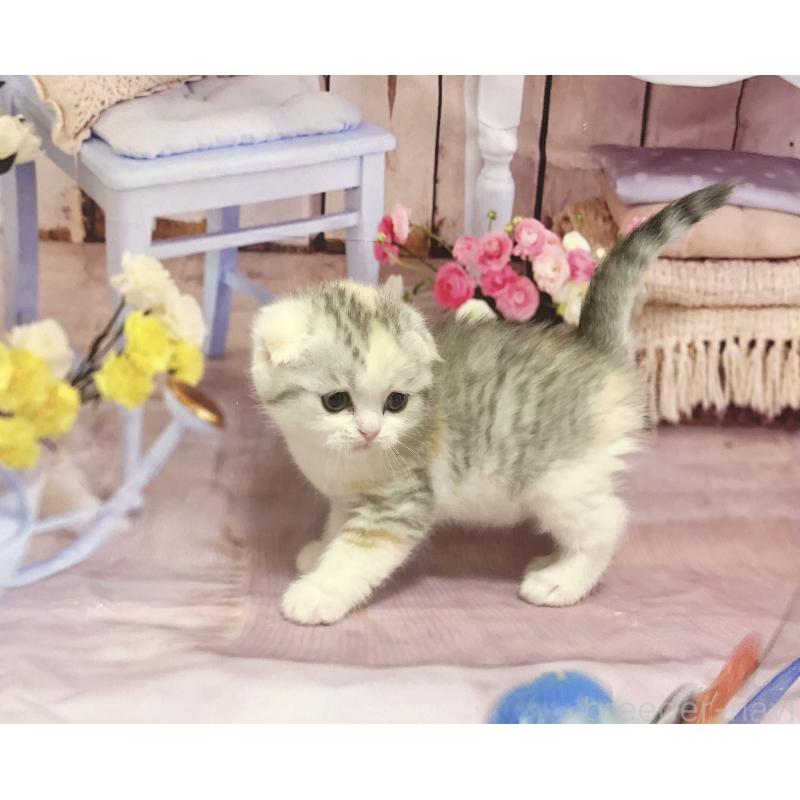 販売中の福岡県のスコティッシュフォールド(折れ耳)-133206の2枚目