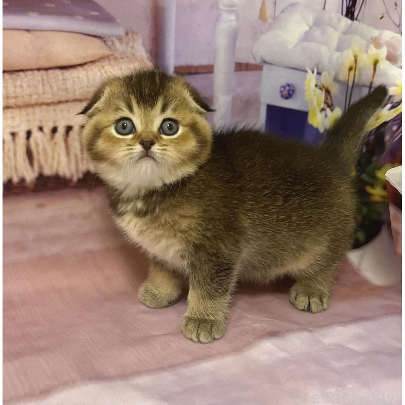 販売中の福岡県のスコティッシュフォールド(折れ耳)-133207の11枚目