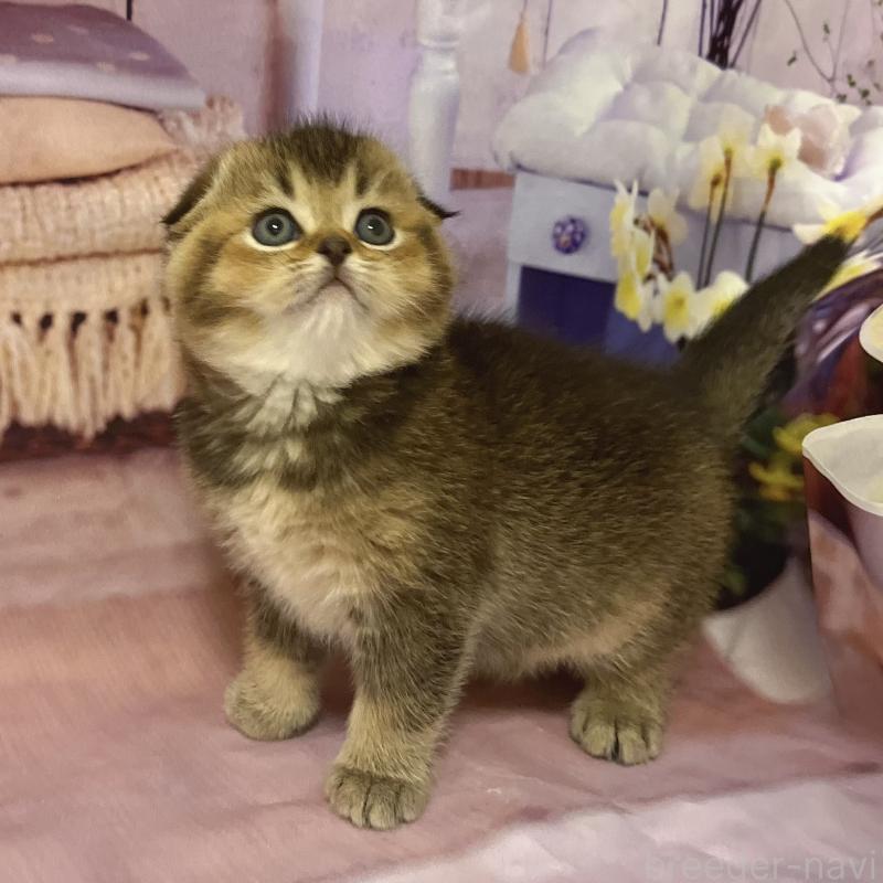 販売中の福岡県のスコティッシュフォールド(折れ耳)-133207の10枚目