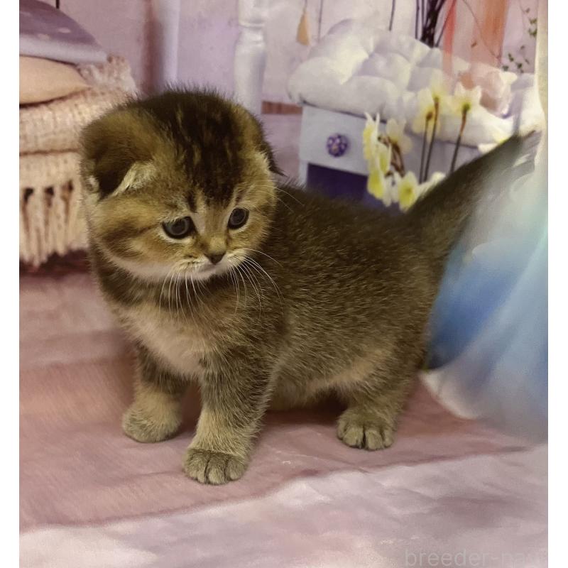 販売中の福岡県のスコティッシュフォールド(折れ耳)-133207の9枚目