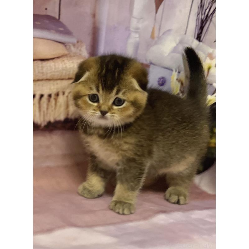 販売中の福岡県のスコティッシュフォールド(折れ耳)-133207の8枚目