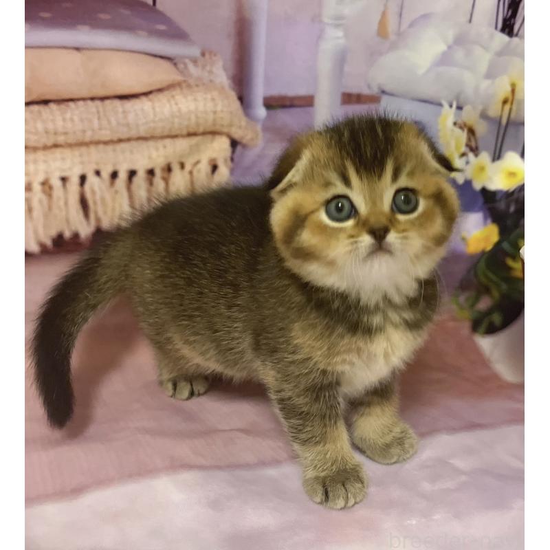 販売中の福岡県のスコティッシュフォールド(折れ耳)-133207の7枚目