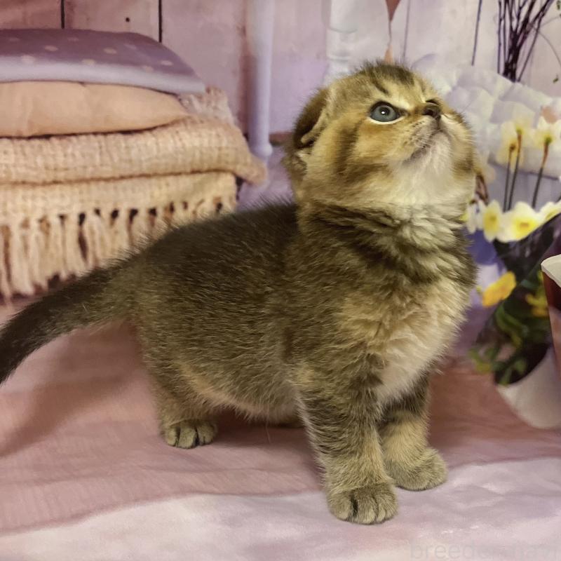 販売中の福岡県のスコティッシュフォールド(折れ耳)-133207の6枚目