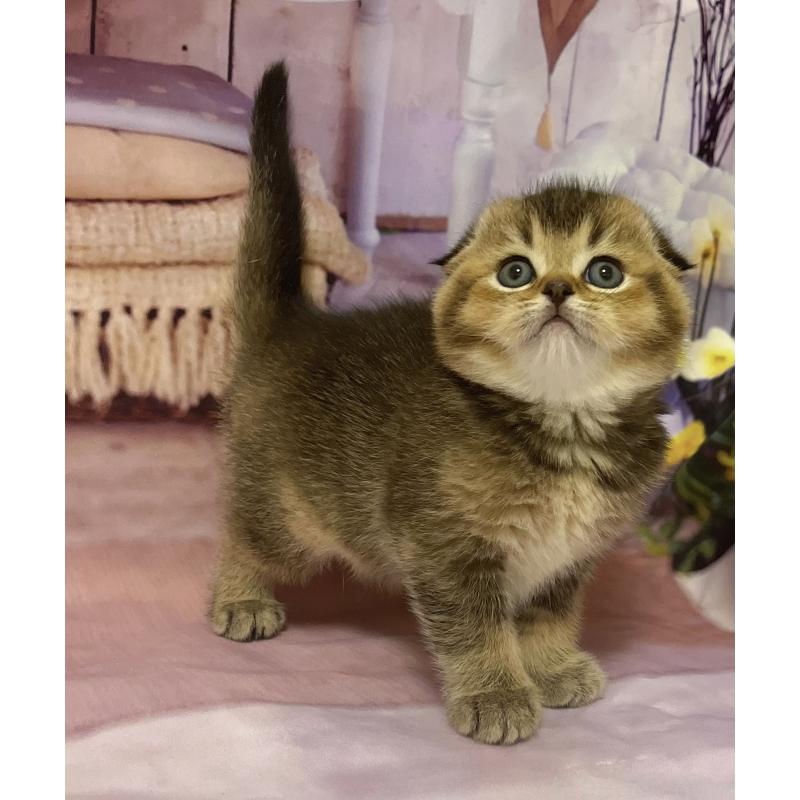 販売中の福岡県のスコティッシュフォールド(折れ耳)-133207の5枚目