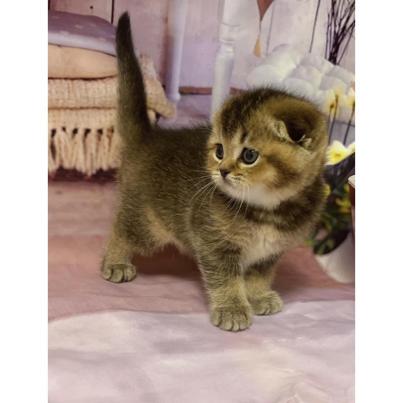 販売中の福岡県のスコティッシュフォールド(折れ耳)-133207の4枚目