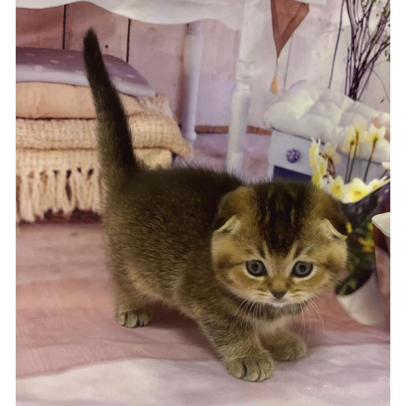 販売中の福岡県のスコティッシュフォールド(折れ耳)-133207の3枚目