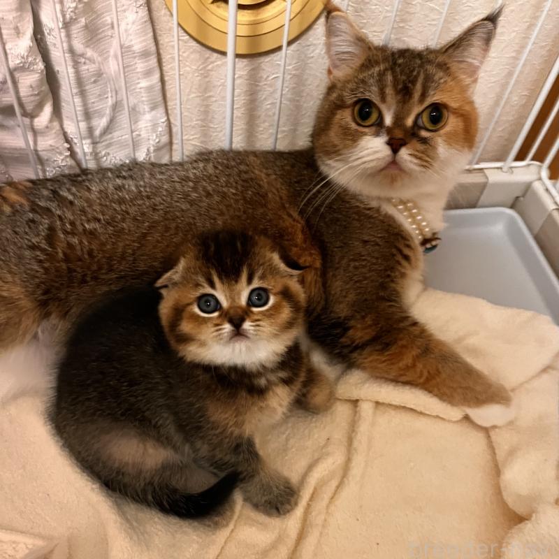 販売中の福岡県のスコティッシュフォールド(折れ耳)-133207の2枚目