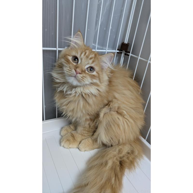 販売中の大阪府のミヌエット-128995の9枚目