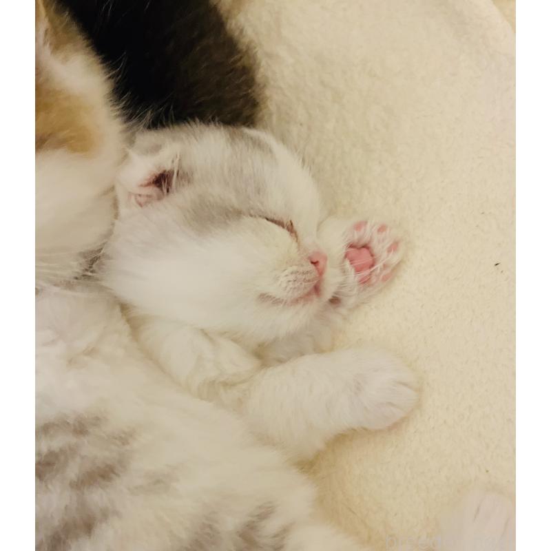 販売中の福岡県のスコティッシュフォールド(折れ耳)-133205の2枚目