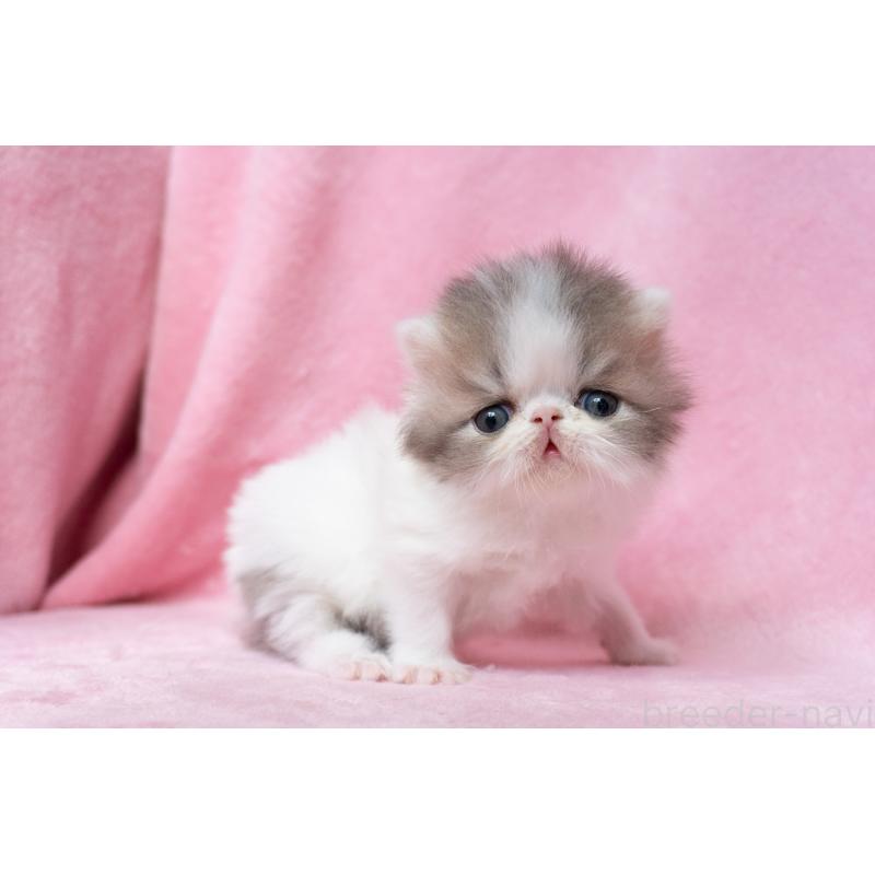 販売中の東京都のエキゾチックロングヘア-133208の5枚目