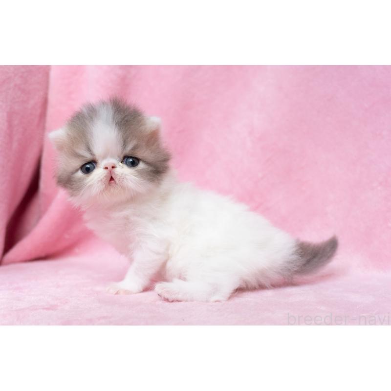 販売中の東京都のエキゾチックロングヘア-133208の4枚目