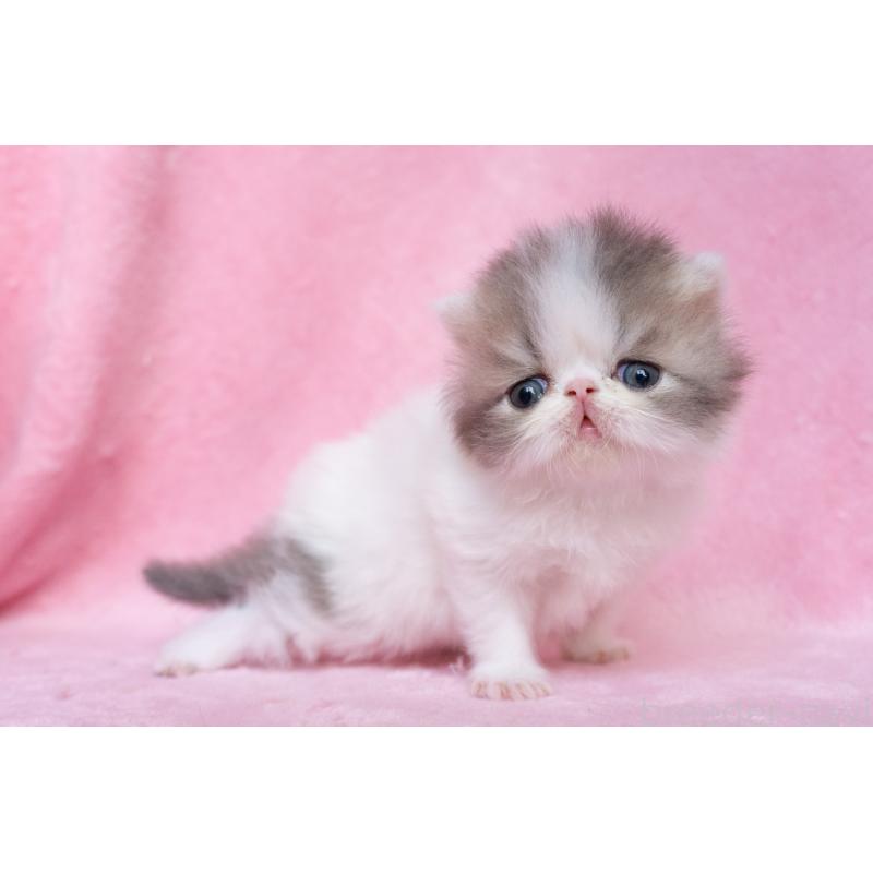 販売中の東京都のエキゾチックロングヘア-133208の3枚目