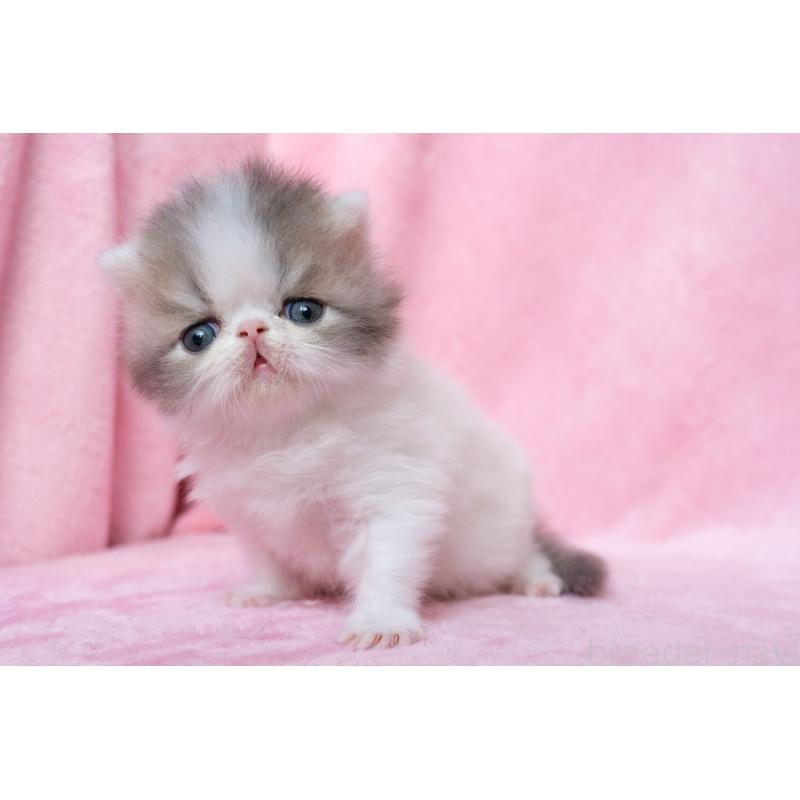 販売中の東京都のエキゾチックロングヘア-133208の2枚目