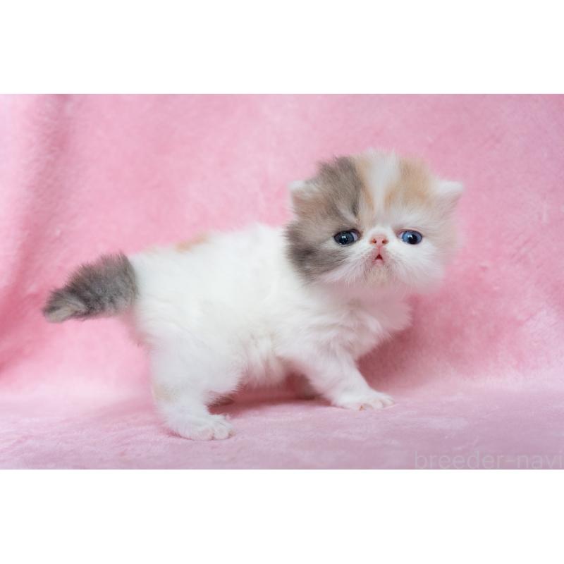 販売中の東京都のエキゾチックロングヘア-133209の5枚目