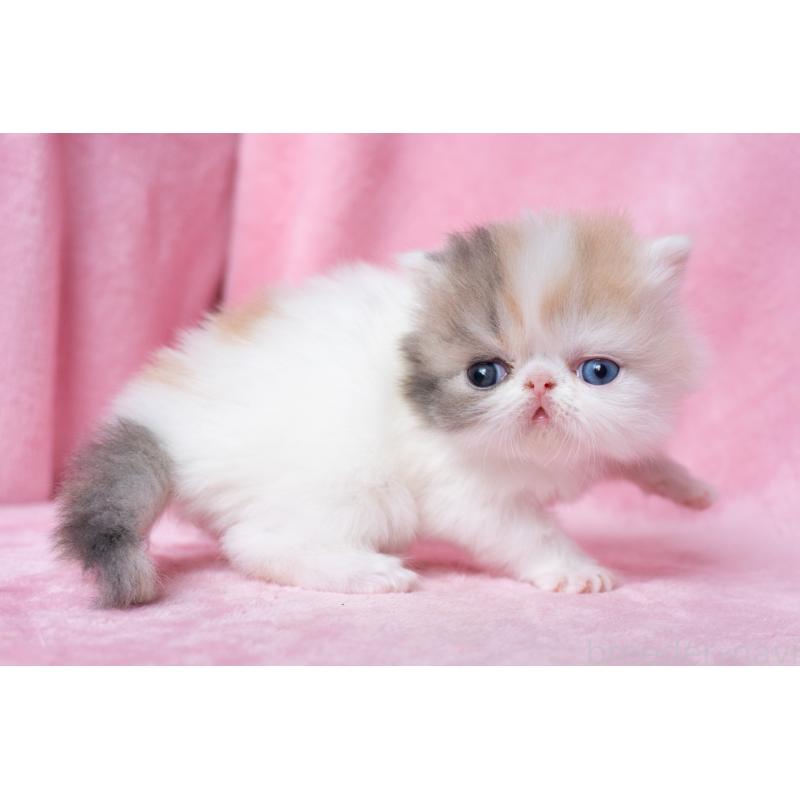 販売中の東京都のエキゾチックロングヘア-133209の4枚目