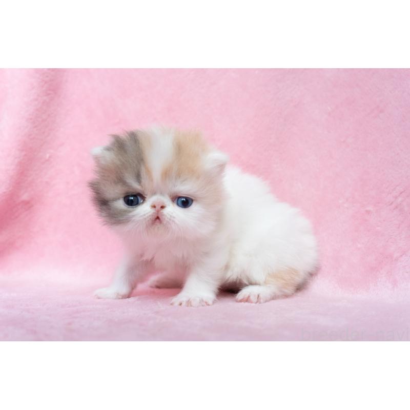 販売中の東京都のエキゾチックロングヘア-133209の3枚目