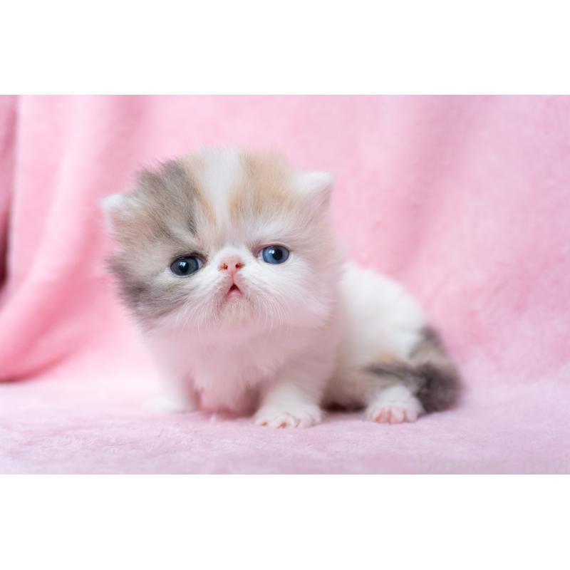 販売中の東京都のエキゾチックロングヘア-133209の2枚目