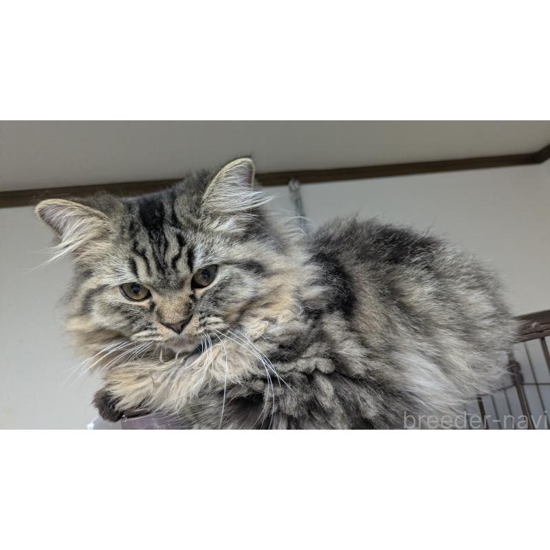 販売中の大阪府のミヌエット-120589の4枚目