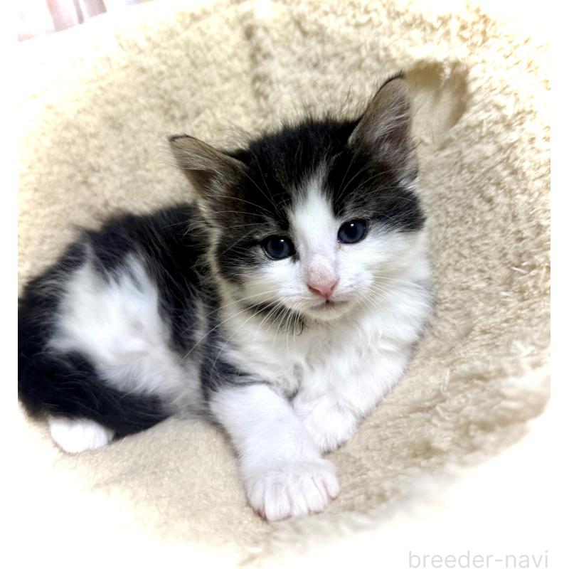 販売中の東京都のノルウェージャンフォレストキャット-133210の5枚目