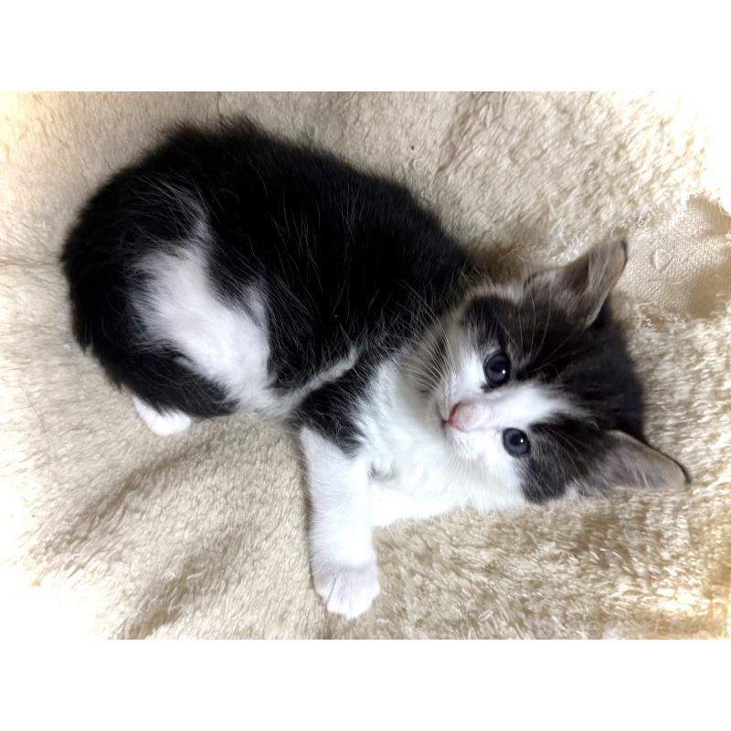 販売中の東京都のノルウェージャンフォレストキャット-133210の4枚目