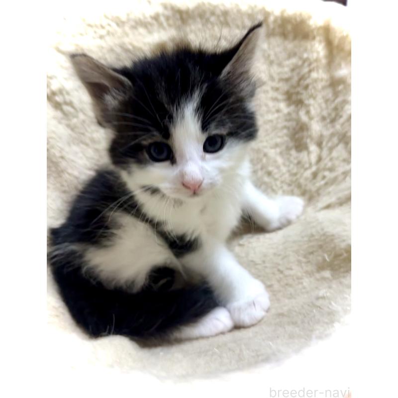 販売中の東京都のノルウェージャンフォレストキャット-133210の3枚目