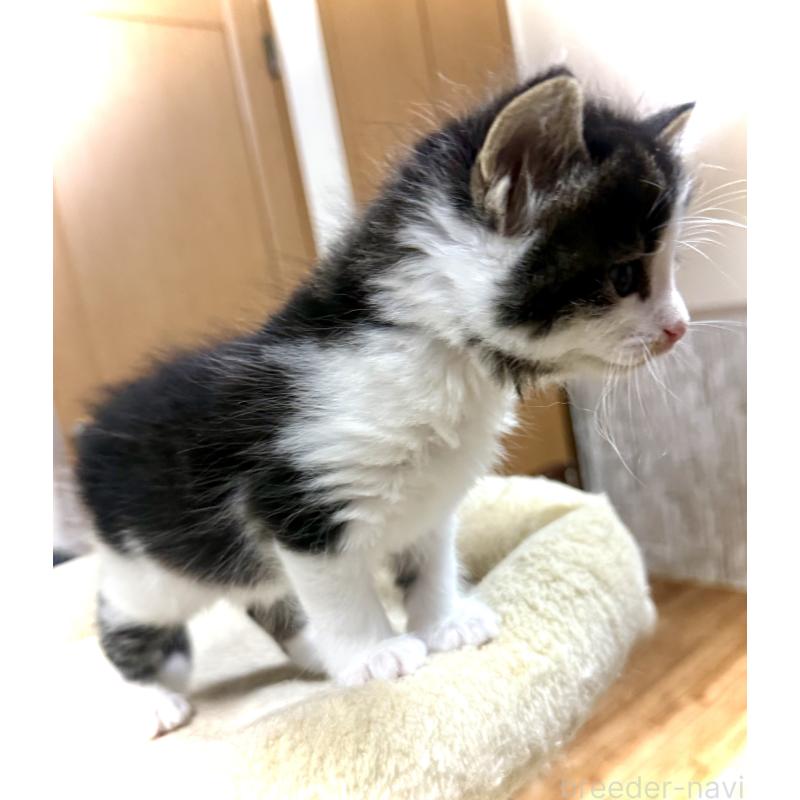 販売中の東京都のノルウェージャンフォレストキャット-133210の2枚目