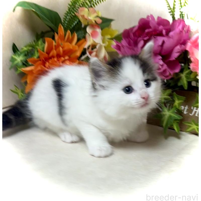 販売中の東京都のノルウェージャンフォレストキャット-133211の5枚目