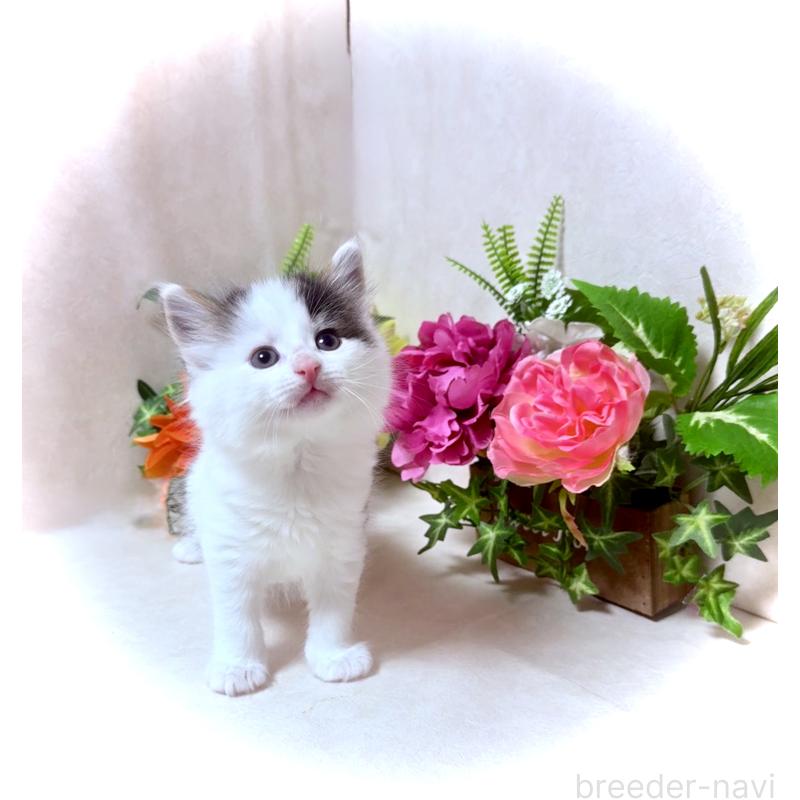 販売中の東京都のノルウェージャンフォレストキャット-133211の4枚目