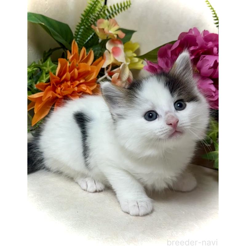 販売中の東京都のノルウェージャンフォレストキャット-133211の3枚目