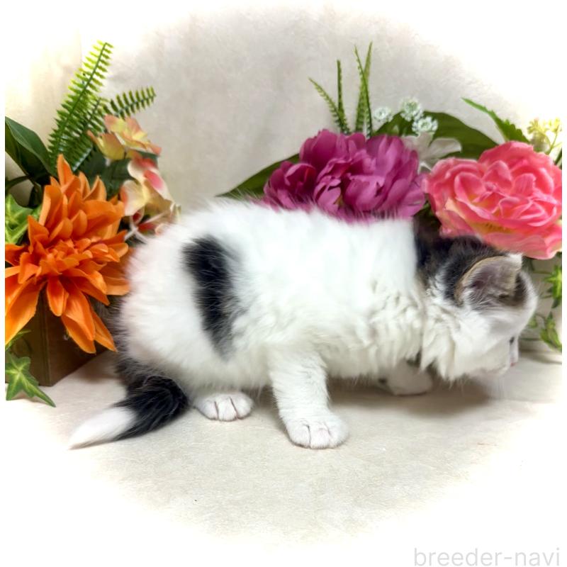 販売中の東京都のノルウェージャンフォレストキャット-133211の2枚目